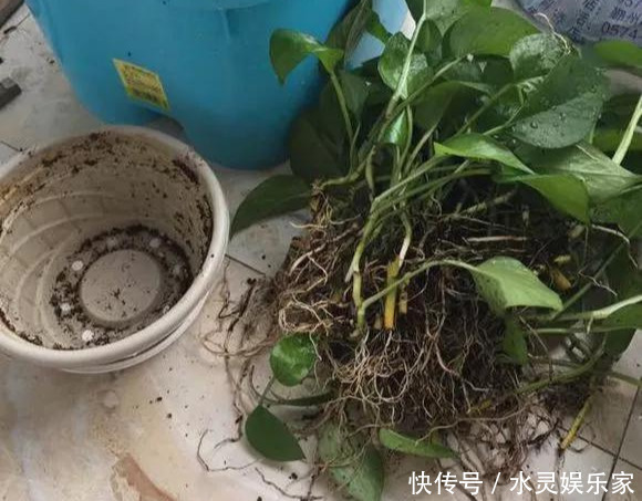 路边一堆“名贵花”,丢人也要捡,捡回家养2个月就开花!