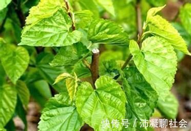 石花菜|便秘不用愁,日常多吃这几样食物,帮你疏通肠道,排便更轻松