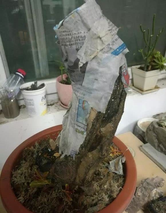 剪根粗枝插土里,2周能生根,一年长成大老桩