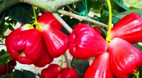  皮肤|人到中年，常吃三种食物，滋肾补虚，补血美容，养护皮肤