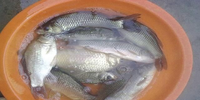 东西|商品饵加上这些东西做鱼饵,钓鱼效果翻一番,拿走配方试试吧