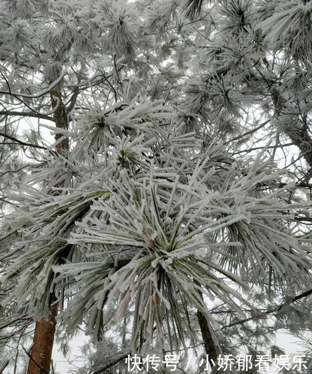 贵州|快看！贵州黔东南雷公山上处处银装素裹，风景美翻了……