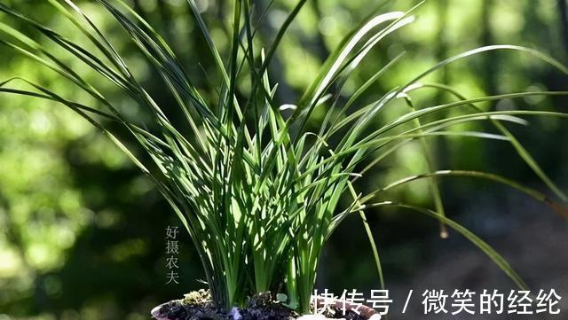 兰苗|怎么判断兰花缺少氮磷钾?学会这三招,养不好兰花都难