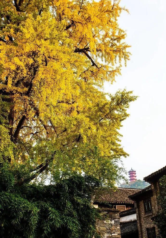 惠山|美到爆！惠山寺前600多岁的古银杏，黄了！