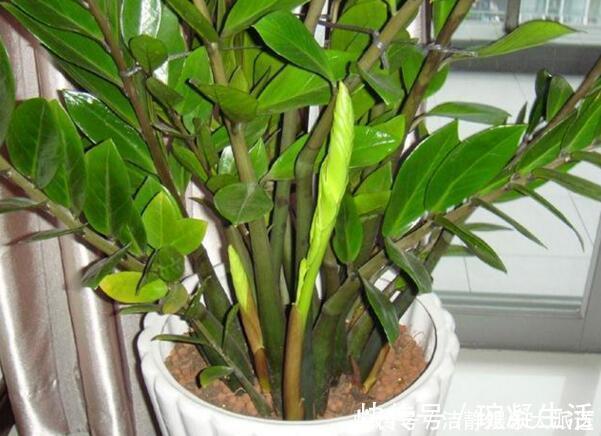 家里摆上10种花,越来越兴旺、发达,个个都是“吉祥”花