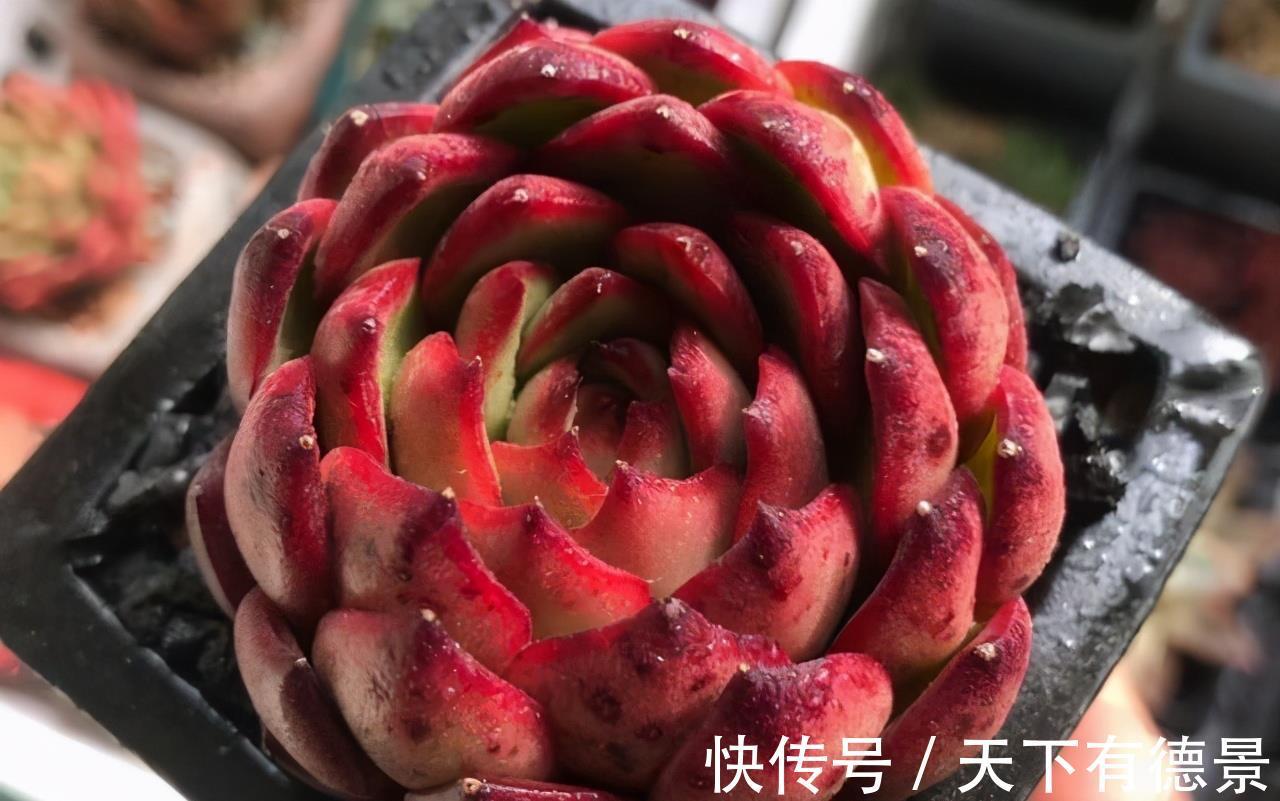 阳台党|阳台养多肉不能错过5款莲座型的品种,与价钱无关,就是很适合