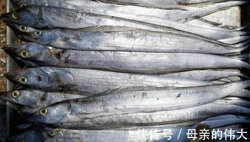 买带鱼，选肉厚的还是肉少的？学会挑选技巧，买对带鱼做菜好吃