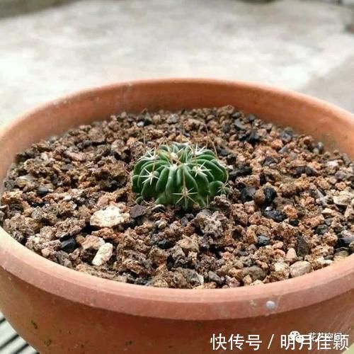 君子兰发财树天竺葵三角梅|这5种懒人方法,养君子兰发财树天竺葵三角梅都行,养花人需知