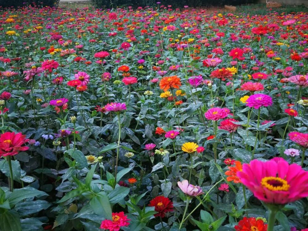 邂逅|花舞人间，在冬天里邂逅花海！