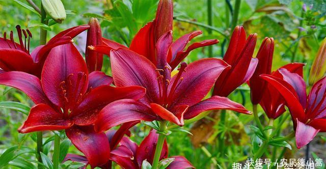 自别|自别后,音尘绝,思念瓣瓣成殇