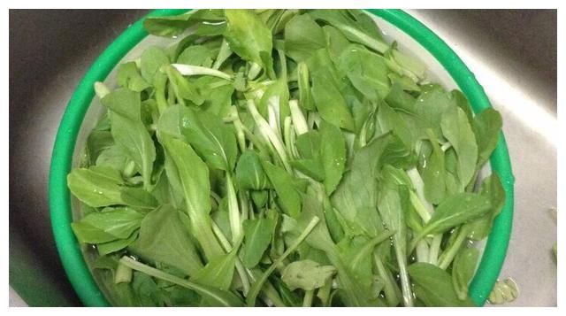 它是“天然青霉素”，一周吃2次，肺热咳嗽躲着走，很少人知道
