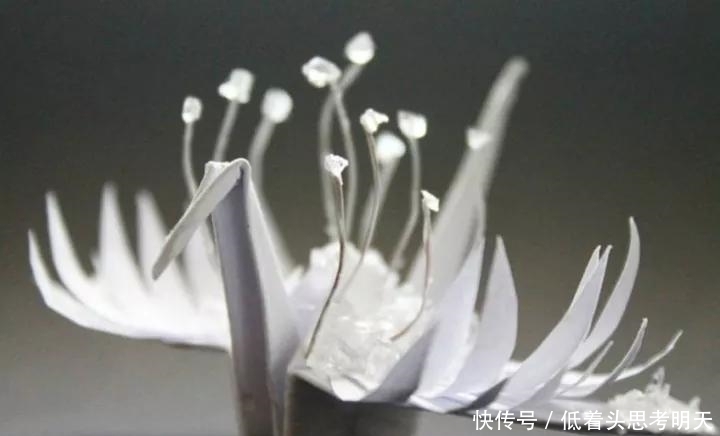 重样|每天折一只千纸鹤,他坚持了1000天不重样,女友被感动到梨花带雨