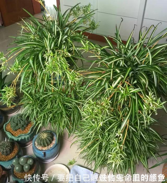 兰花|秋凉后，养3种花，最好换盆、换土，到时候不开花、黄叶