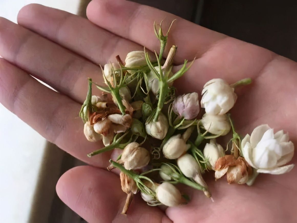 竹芋|11月,千万别买这种花,养不活惹一肚子气