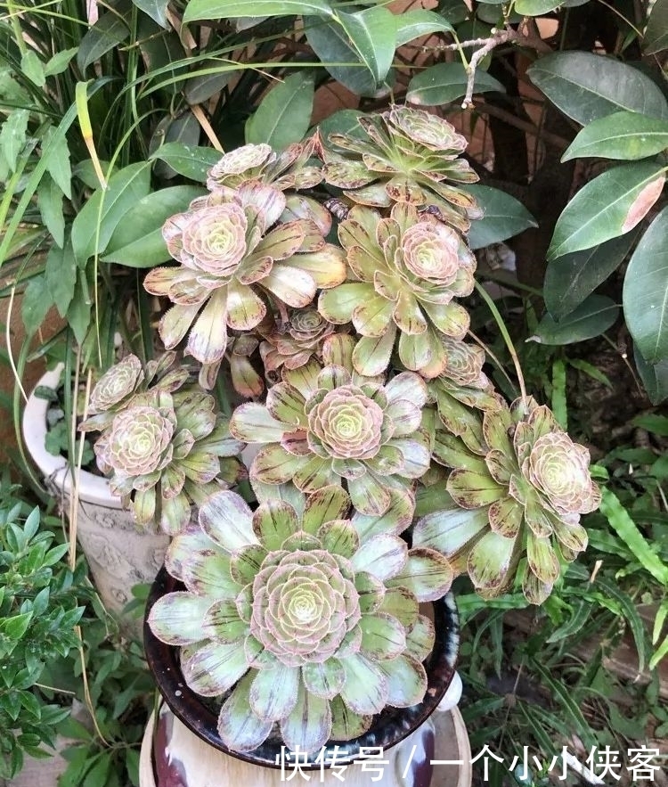 多肉盆栽:强迫症养多肉,必须整整齐齐,一颗也不能乱