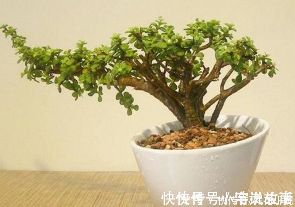 植株|金枝玉叶,养成造型优美的盆景,需要做好几个关键事项