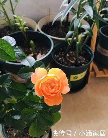 虞美人|养花不能乱养,这6种花不能放在室内,花香浓郁植株有毒