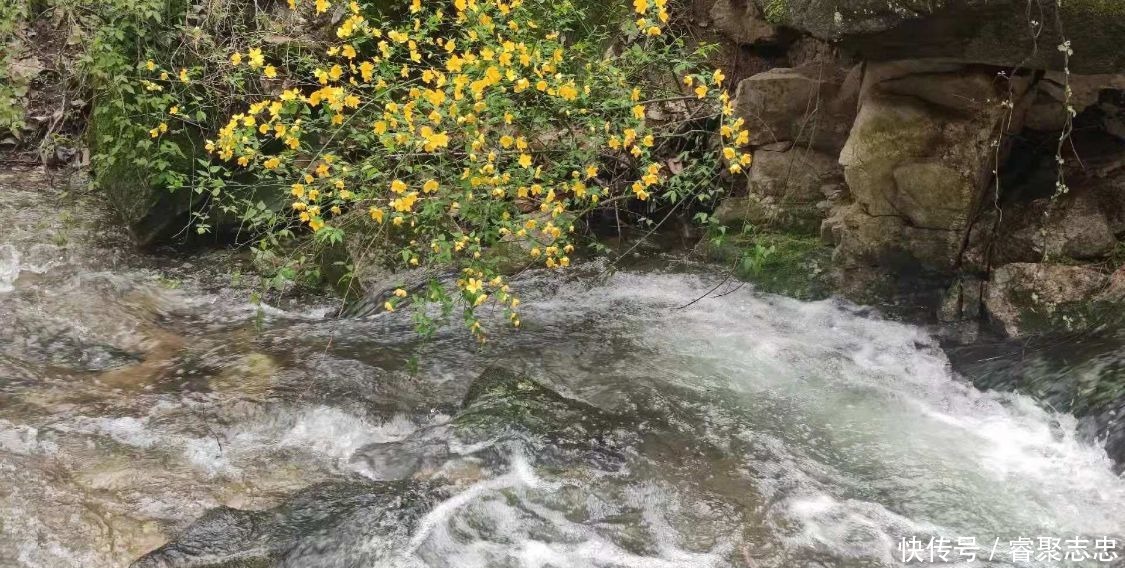 西安向南1小时，秦岭大峪里金黄色的棣棠花开了，景美人少还免费