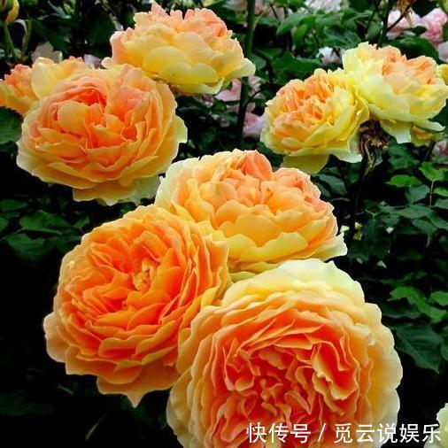 农村|这种花在农村到处都是,却是有钱人最爱养的盆栽,不仅招财还养人