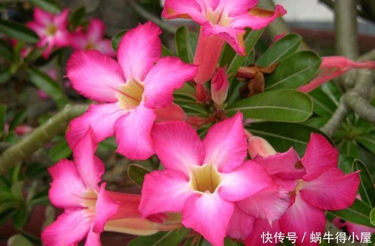 适合冬天养护的几款花卉,清新脱俗,懒人最爱