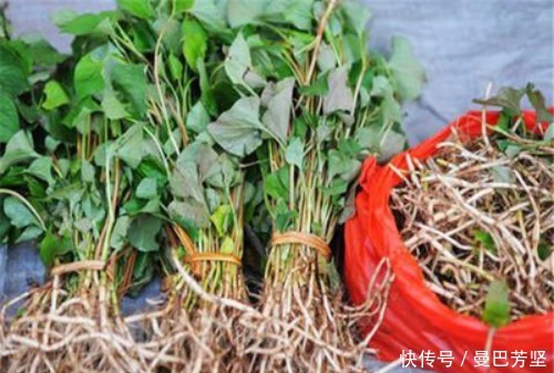 12种可食用野菜，怎么做都好吃，再不挖点尝尝，就要老了