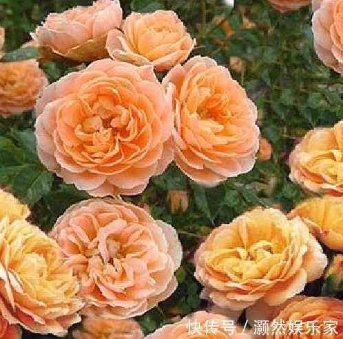 精品玫瑰|喜欢菊花,那就养“精品玫瑰”亚伯拉罕,似金缕玉衣,雍容华贵