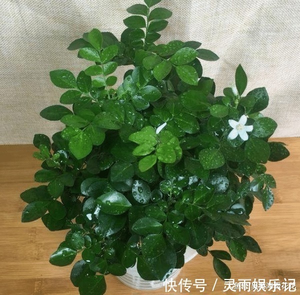 观赏|六种“冻不死”植物,沾土既活,放在家里满屋香!身体还会更健康