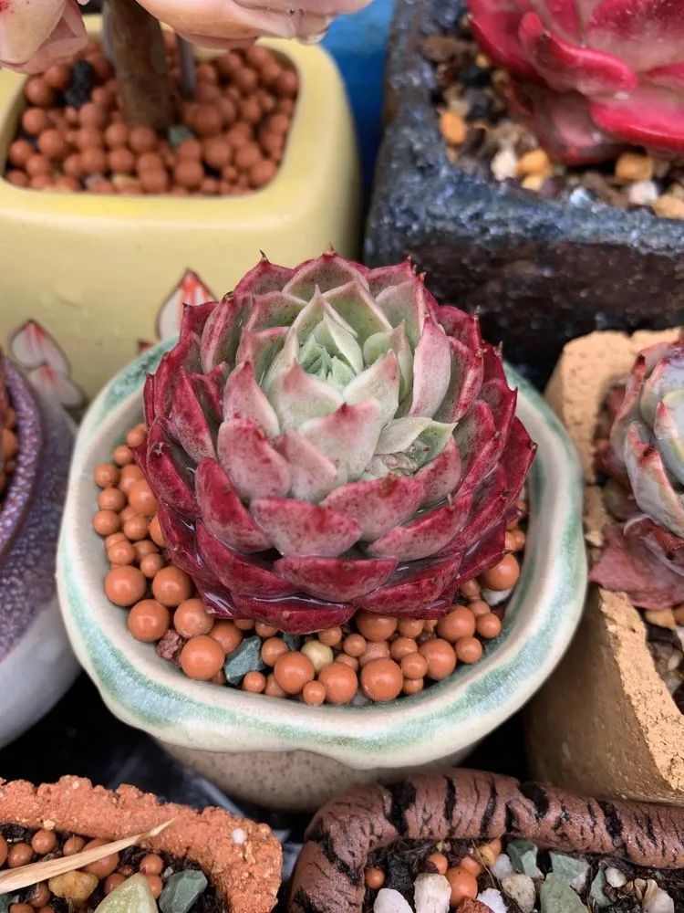 半年时间，多肉从3盆发展到600盆，入坑切莫太心急！