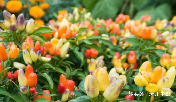 阳台上种五彩椒的方法步骤，简单易操作，好看又好吃，喜欢的收走