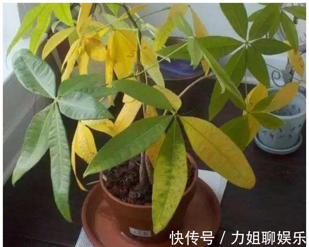 7种“富贵花”,容易被浇死,别太狠,一杯水就够养一冬天