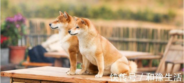 黃磊透露《向往的生活》未來狀況，或將停播？網友評論太意外！