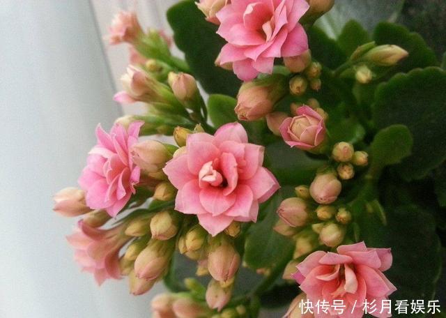 长寿花|长寿花“长寿”，这几点不注意，照样掉叶子整棵死翘翘