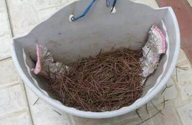 还用“松针”养花快停下,“姿势”不正确、养一盆死一盆!