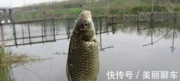 钓饵|别看这东西便宜,却是鲫鱼最爱吃的饵料,它就在你身边