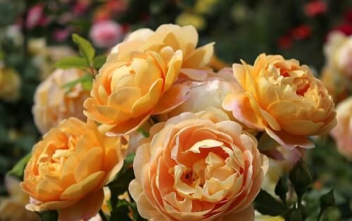 养月季5年，总结出4种盆栽月季，好看又好看，一开就惊艳时光