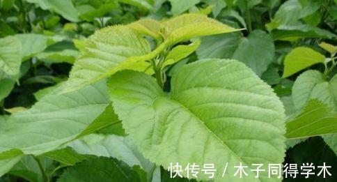 风热感冒|吃桑葚时很多人把桑叶丢掉，却不知该东西的营养、作用如此强大