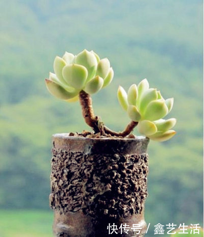 春天“5点”多肉养肉法，让肉肉蹭蹭长爆盆