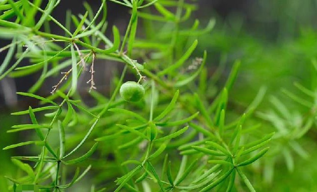 武竹|农村常见的一类野草，治疗阴虚发热有奇效，老中医强烈推荐