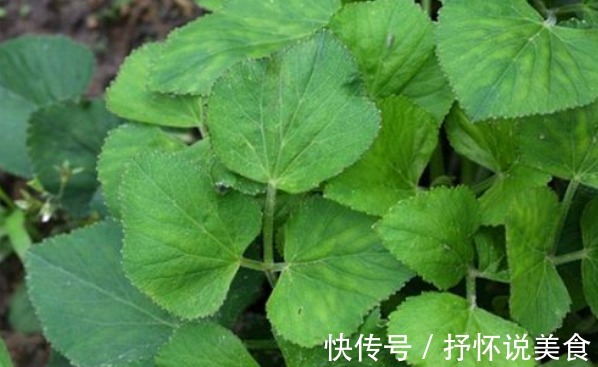 年轻|女性常吃以下食物,肌肤保持年轻红润,不长皱纹,抗衰老,更年轻