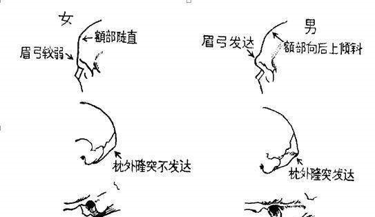 揭秘如何通过骨头分辨男女,考古系的女生都要亲手摸