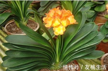 冬天|冬天养君子兰有技巧，掌握几个要点，叶片挺拔如折扇，开花鲜艳！