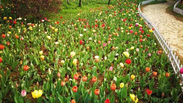 中山植物园内几十万株郁金香相继盛开，惊艳了这个春季