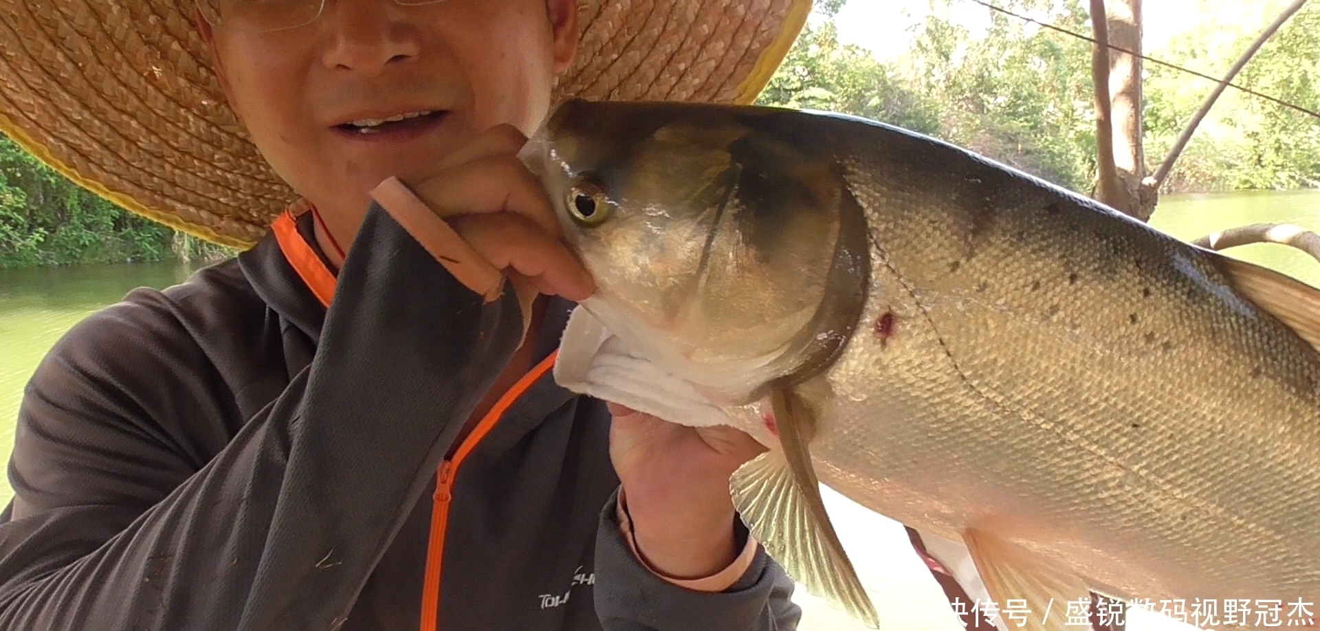夏天|夏天炎热鱼儿会去哪儿?不同种类鱼聚集地不同,草鲤鲫鳊加鲢鳙