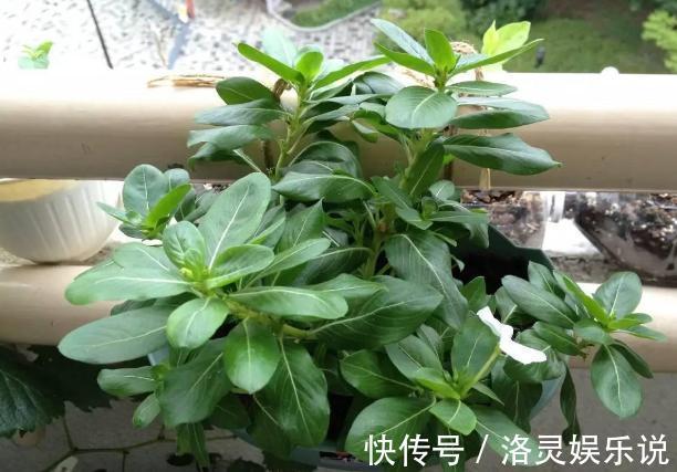 鸡蛋全身是宝将它们分开用作养花，可让盆栽枝繁叶茂、多开花