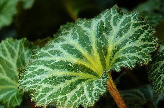 野生植物|这一种长在岩缝的野草,人称“金线吊芙蓉”,能祛风还可以治风疹