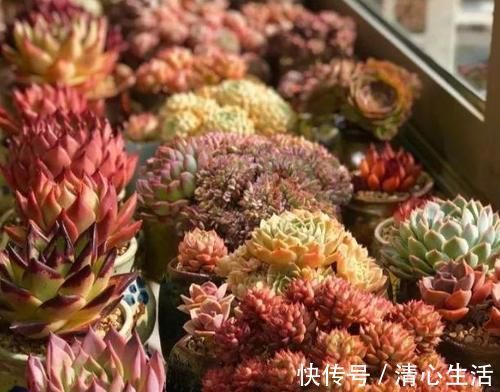 北风|北风呼呼地刮，露天阳台还能盆栽多肉吗？该怎么管？