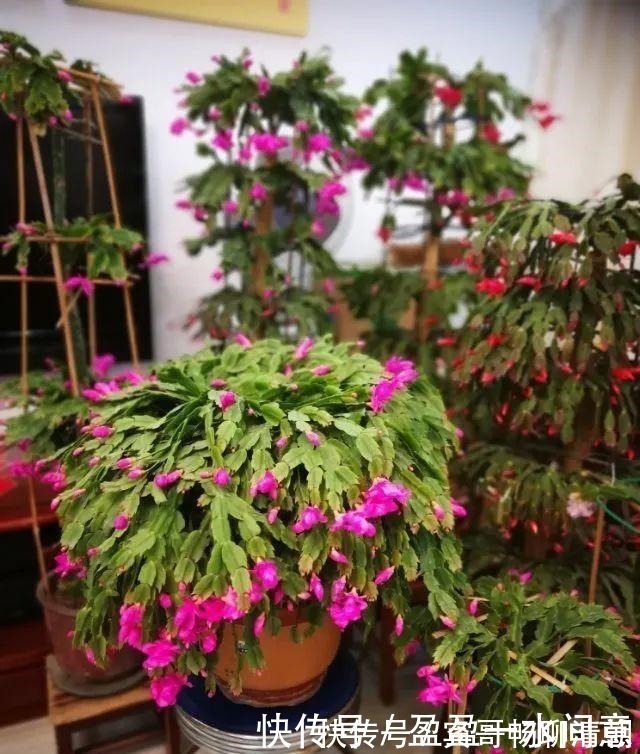 玉树|花盆越浅，开花越多，不信你试试！花盆越浅，开花越多，不信你试试！