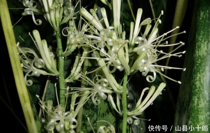 想要虎皮兰开花也简单,只要经常给它吃豆子就可以,一个月就开花