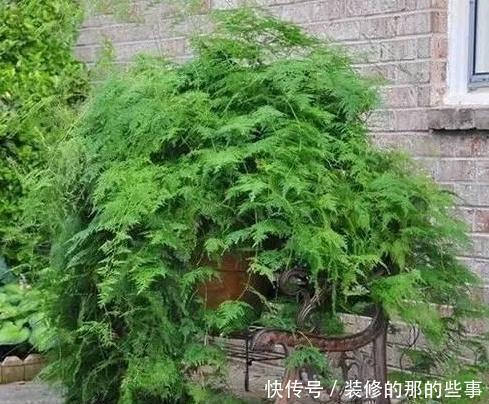 茂密|养文竹，浇水加1种粉末，不黄叶、不烂根，新芽蹭蹭长