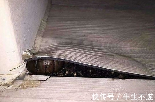 装修|装修半年地板长出“怪东西” 诡异的模样吓坏网友